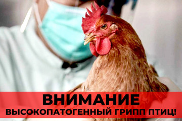 памятка для населения Высокопатогенный грипп птиц - фото - 1