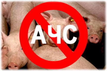 памятка для населения Африканская чума свиней (АЧС) - фото - 1