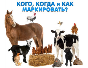 маркирование и учет сельскохозяйственных животных - фото - 1